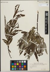 Foto von Salix pellita (Andersson) Bebb